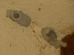 Sceliphron caementarium