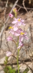 Ixia scillaris