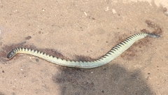 Hydrophis curtus