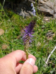 Phyteuma betonicifolium