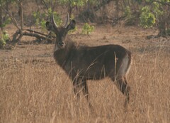 Kobus ellipsiprymnus defassa