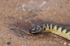 Hydrophis curtus