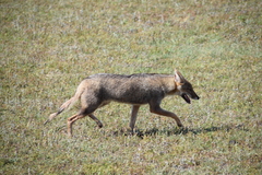 Lycalopex gymnocercus