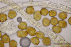 Gymnosporangium sabinae