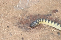 Hydrophis curtus