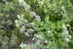 Pseudodictamnus africanus