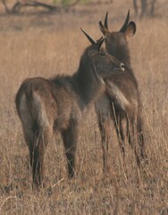 Kobus ellipsiprymnus defassa