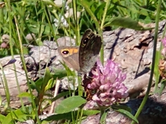 Lasiommata