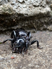 Stenopelmatus minor