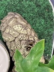 Phidippus audax