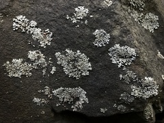 Physcia thomsoniana