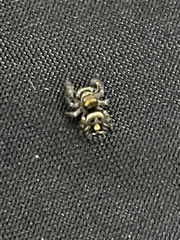 Phidippus audax