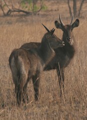 Kobus ellipsiprymnus defassa