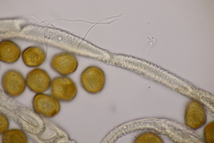 Gymnosporangium sabinae