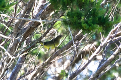 Oporornis agilis