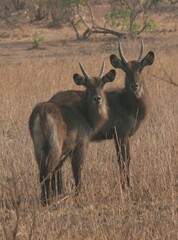 Kobus ellipsiprymnus defassa