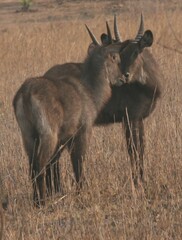 Kobus ellipsiprymnus defassa