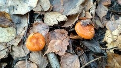 Lactarius aurantiacus
