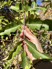 Sambucus cerulea