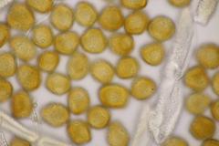 Gymnosporangium sabinae