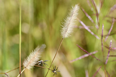 Setaria parviflora
