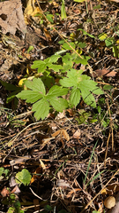 Ranunculus