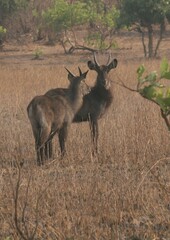Kobus ellipsiprymnus defassa