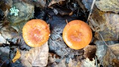 Lactarius aurantiacus