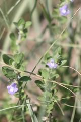 Scutellaria drummondii