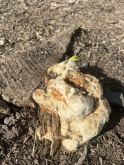 Laetiporus gilbertsonii