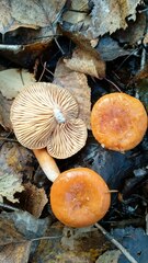 Lactarius aurantiacus