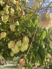 Koelreuteria paniculata