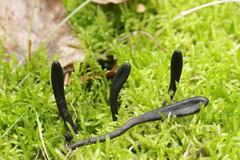 Geoglossum cookeanum