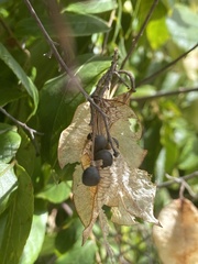 Koelreuteria paniculata