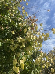 Koelreuteria paniculata