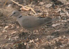 Streptopelia capicola