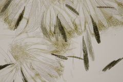 Geoglossum cookeanum