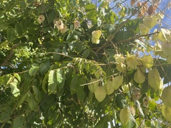 Koelreuteria paniculata