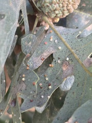 Neuroterus saltatorius