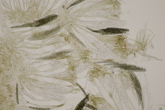 Geoglossum cookeanum