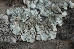 Xanthoparmelia conspersa