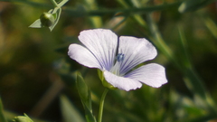 Linum bienne