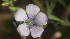 Linum bienne