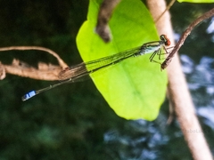 Pseudagrion sjoestedti