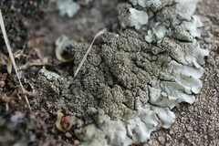 Xanthoparmelia conspersa