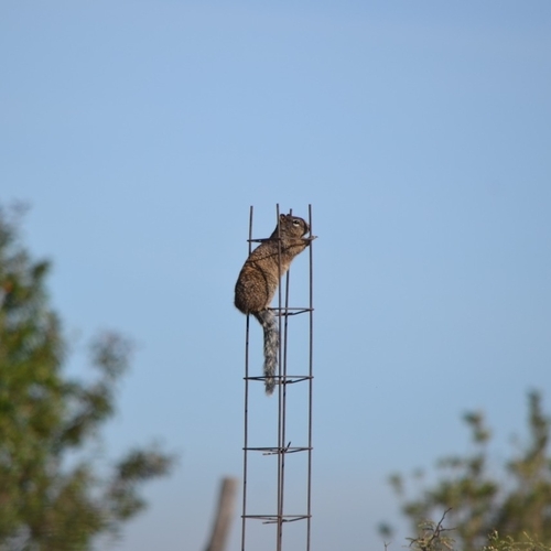 Rock Squirrel