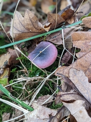 Russula