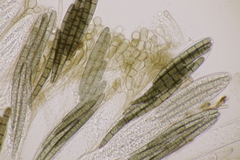 Geoglossum cookeanum