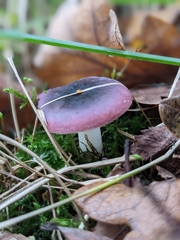 Russula