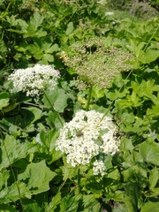 Peucedanum ostruthium